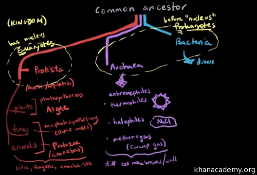 Biological classification | Class 11 Biology (India) | Khan Academy