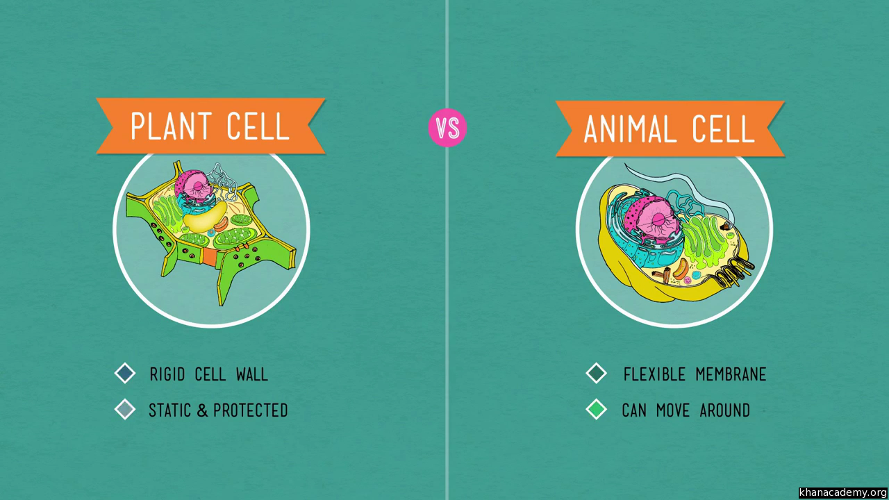 Plant cells (video) | Crash Course: Biology | Khan Academy