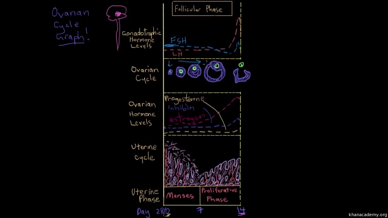 Reproductive cycle graph - Luteal phase (video)