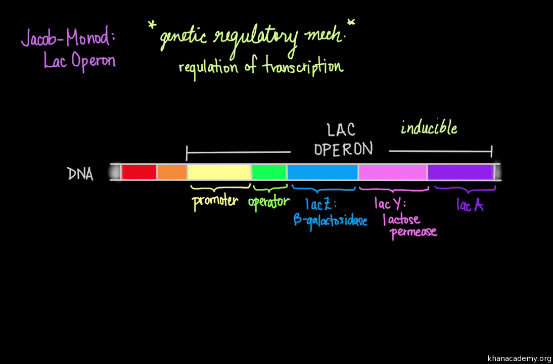 jacob and monod lac operon experiment