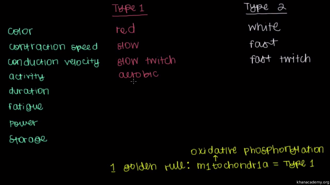 Type 1 And Type 2 Muscle Fibers Video Khan Academy
