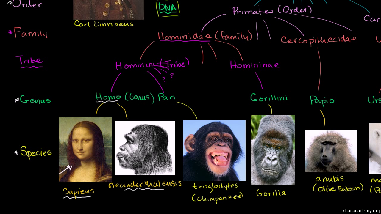 Taxonomy and the tree of life (video) | Khan Academy