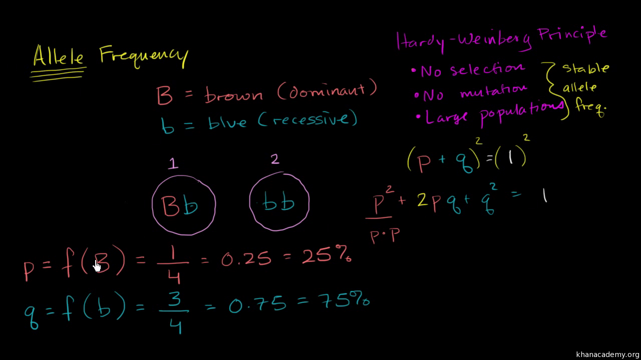 Hardy Weinberg Equation For Equilibrium Video Khan Academy