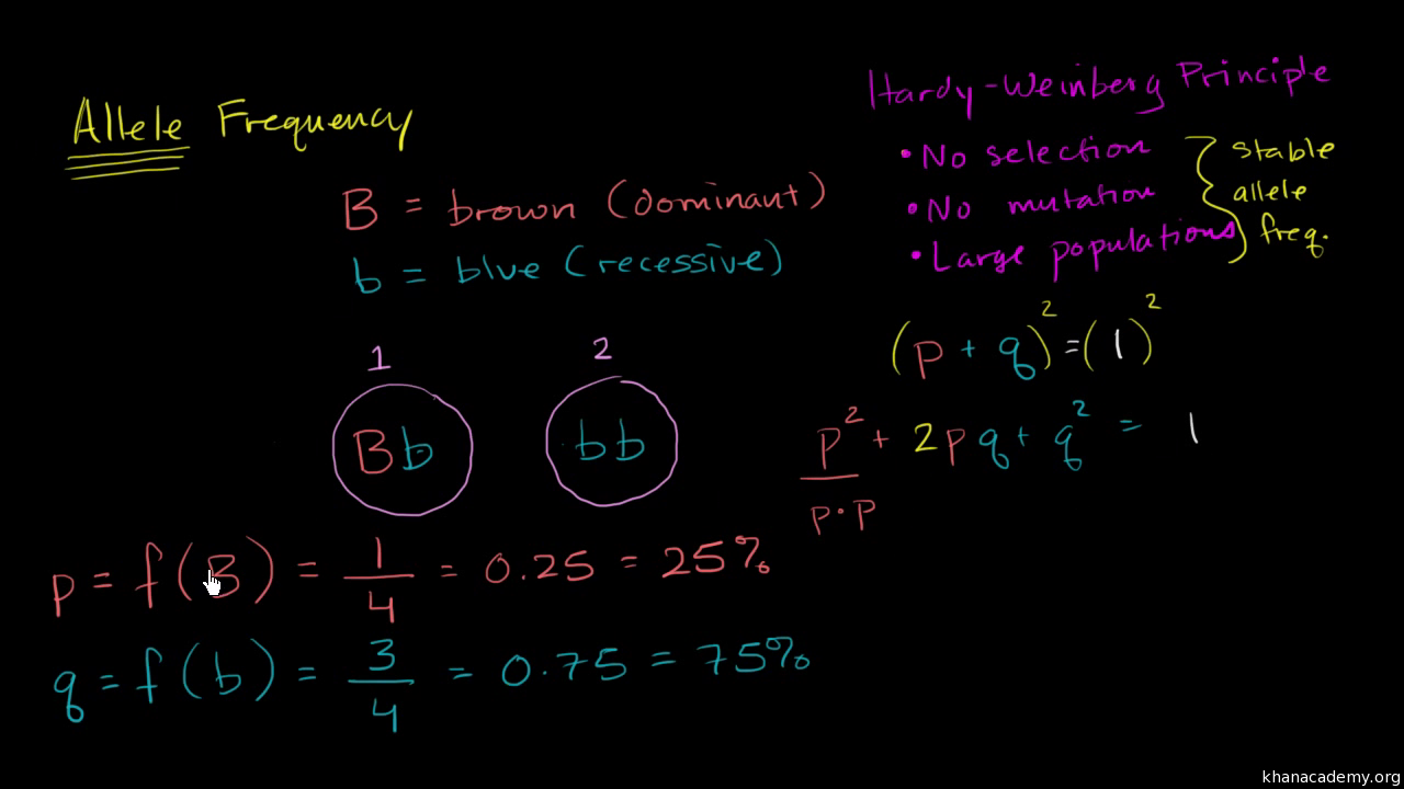 genetic equilibrium example