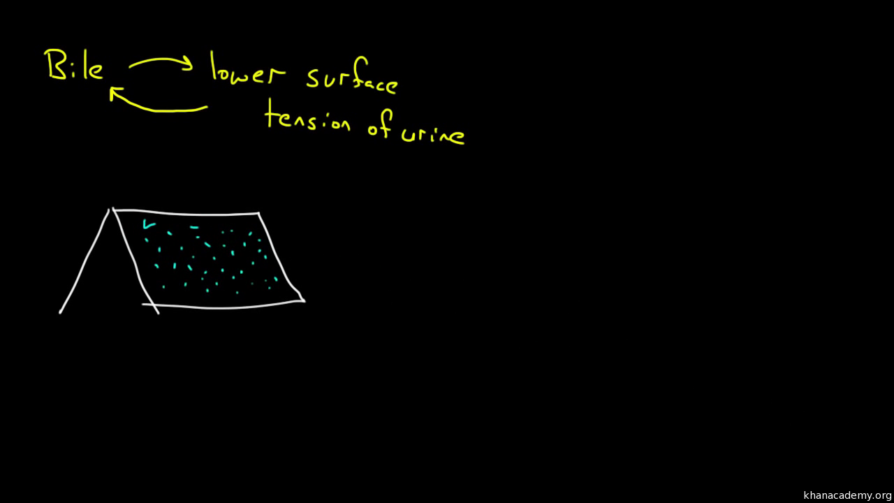 Surface Tension And Adhesion Video Khan Academy