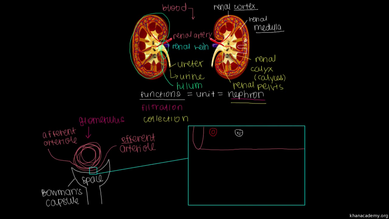 Glomerular filtration in the nephron (video) | Khan Academy