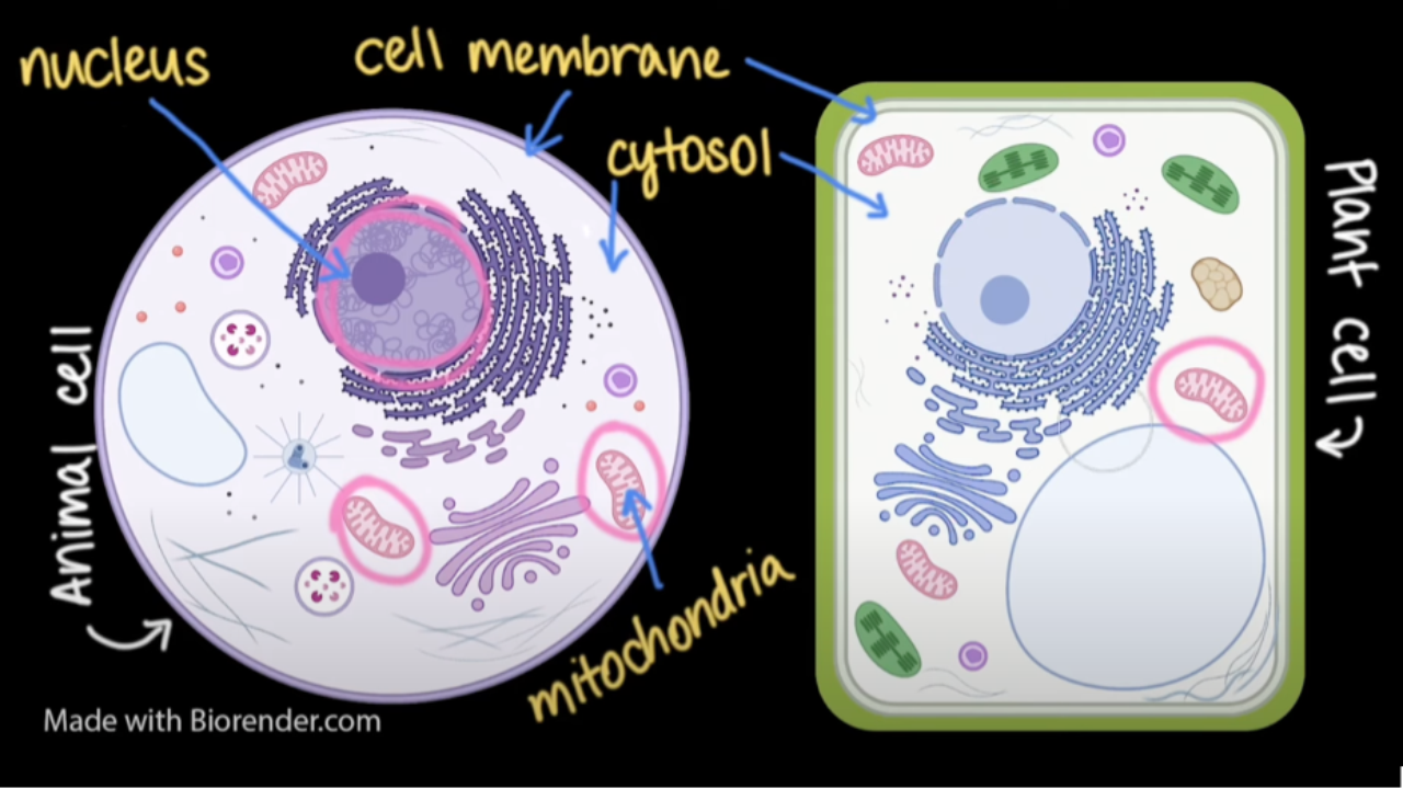 Comparing animal and plant cells (video) | Khan Academy