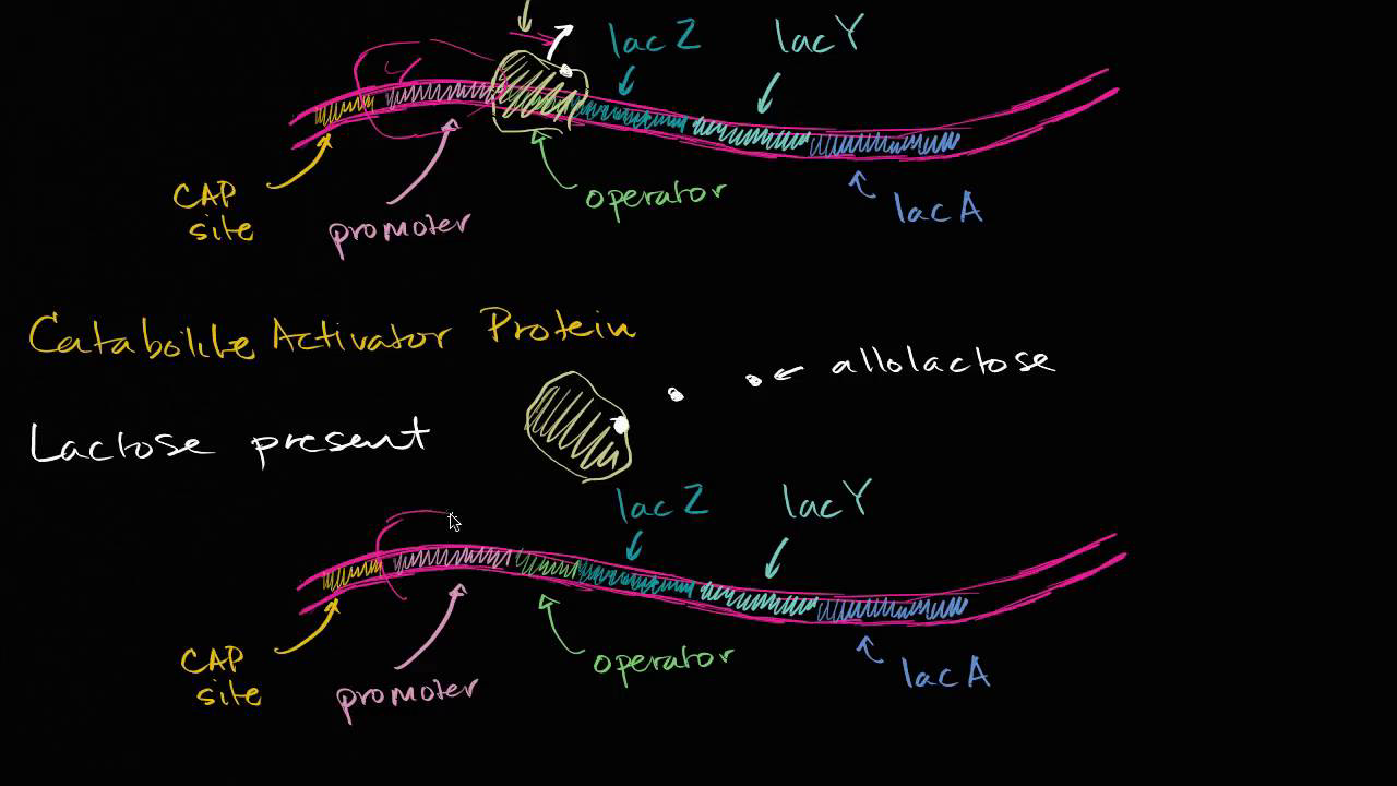 The Molecular Basis Of Inheritance | Khan Academy