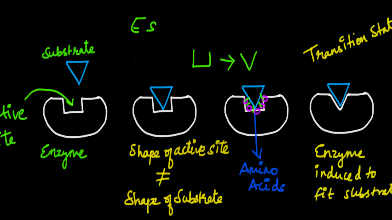 Enzymes Practice Biomolecules Khan Academy 4824