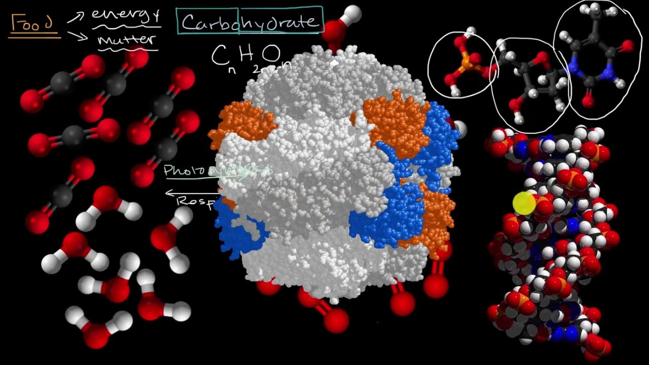 Formation of biomolecules (understand) (practice) Khan Academy