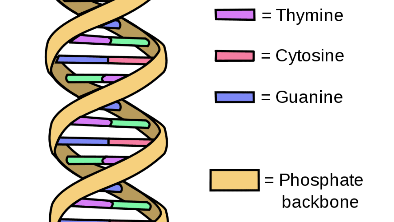 Carbohydrates and nucleic acids (practice) Khan Academy