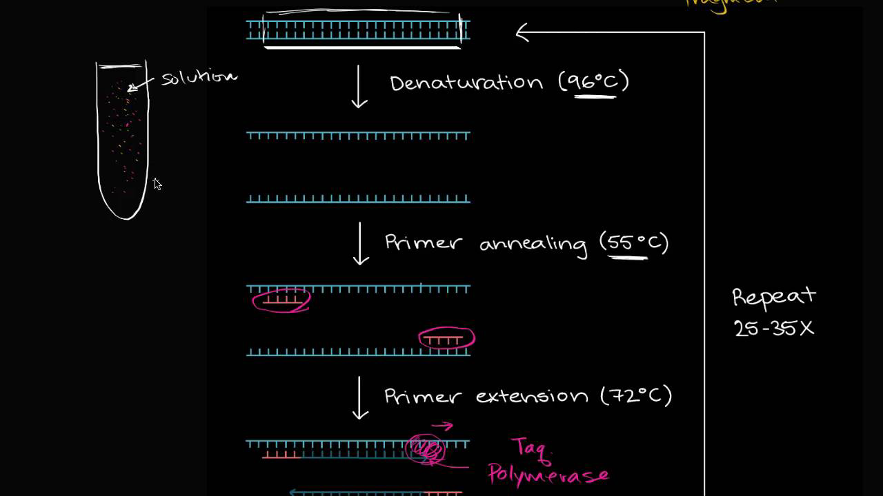 Polymerase Chain Reaction Pcr Key Principles Enzymetic Analysis