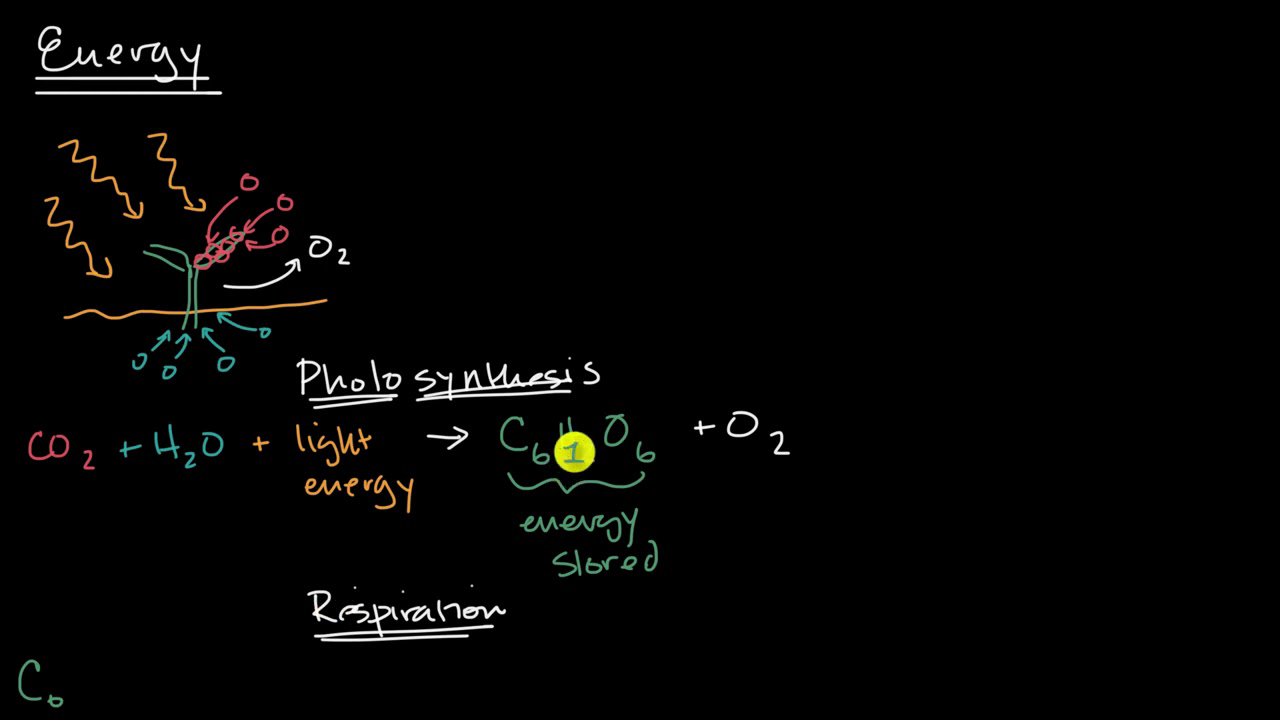 Matter And Energy Flow (practice) 