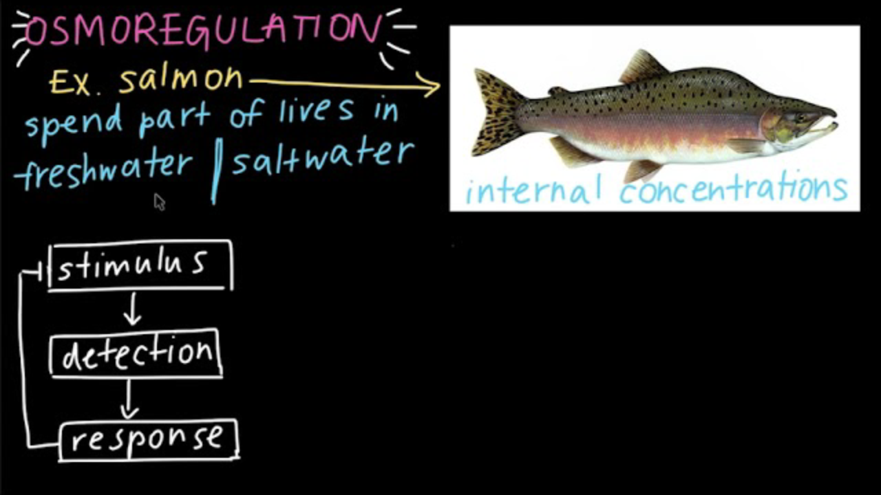 Khan Academy