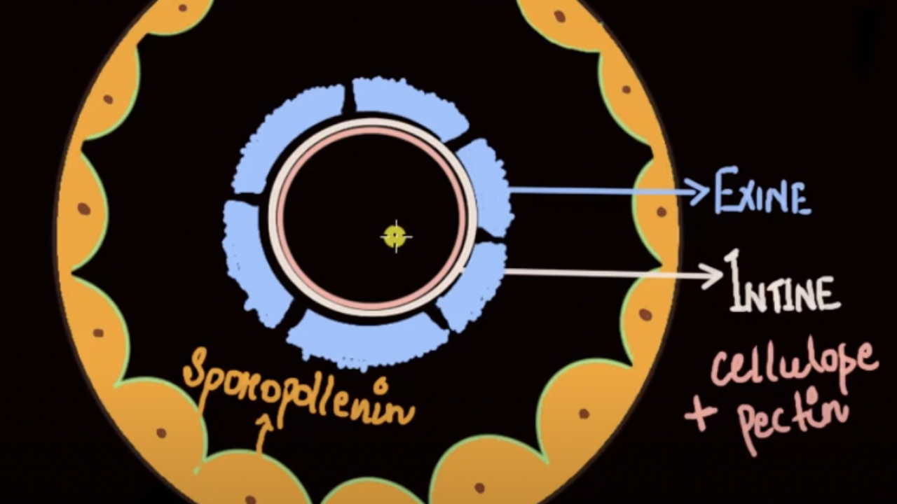 Microsporogenesis (practice) | Khan Academy