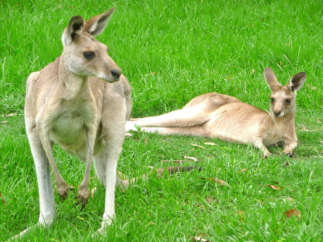Kangaroos in grass