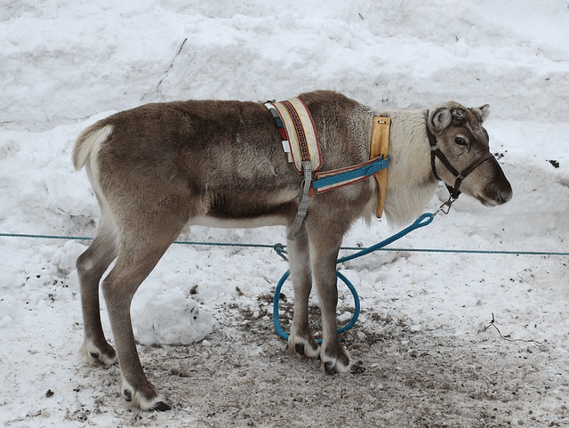 a reindeer with what looks like stuff fore riding it on its neck, head, and back. Detailed description of surroundings: The reindeer is tied to a rope or wire or something like that. There is snow on the floor and below the reindeer there is some ice and dirt.