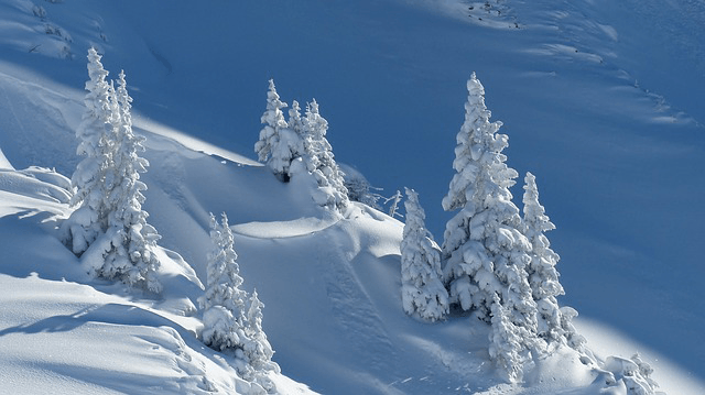 snowy slope with pine trees covered in more snow